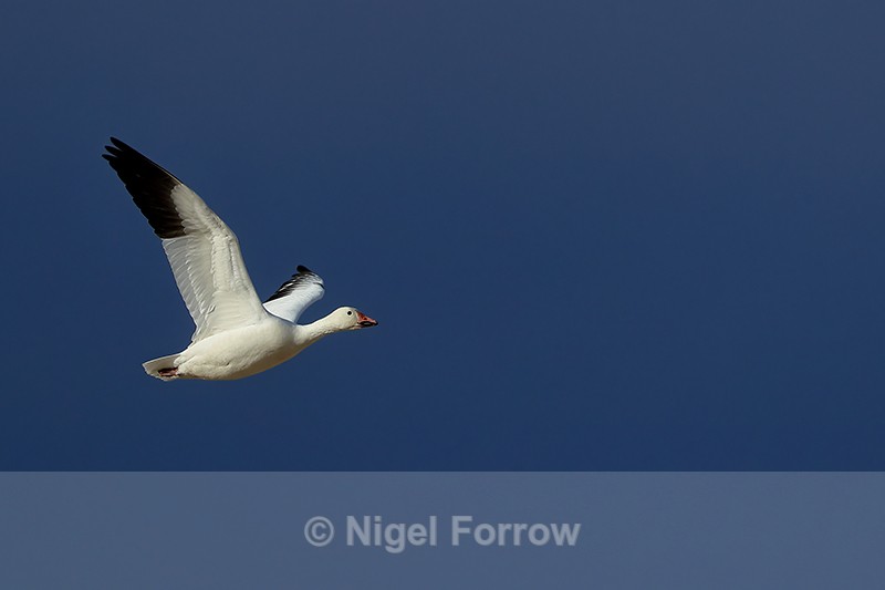 Snow Goose flying, dark sky, Bosque del Apache, New Mexico - Snow Goose