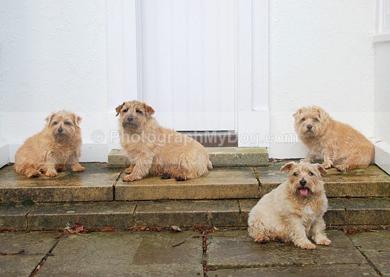  - Norfolk Terriers