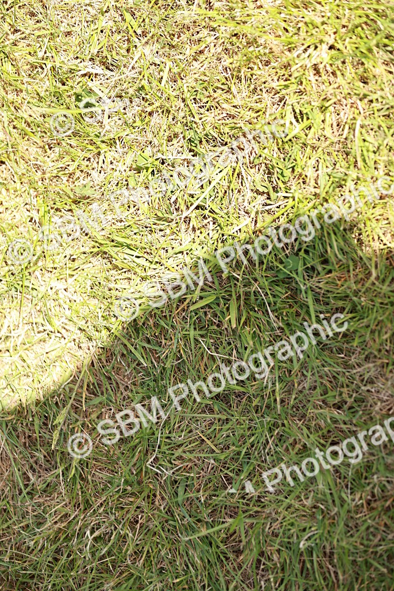 SBM_05481 - Class 41-45 - Riding Pony-Hunter Pony Breeding