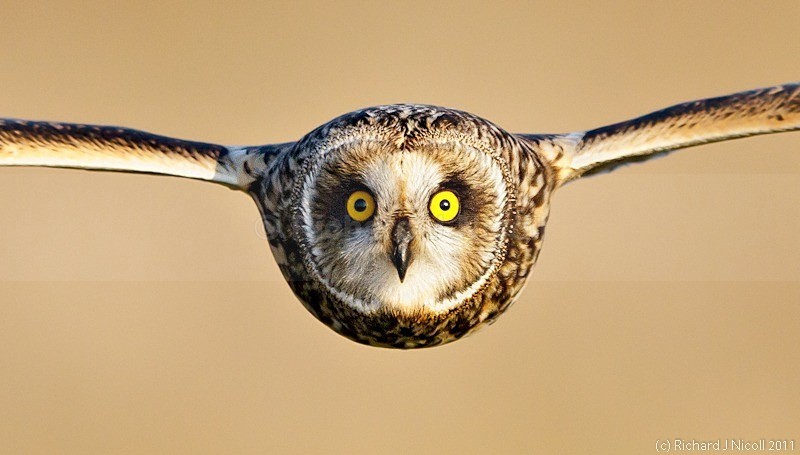 Short-eared Owl (Asio flammeus) - Short-eared Owl (Asio flammeus)