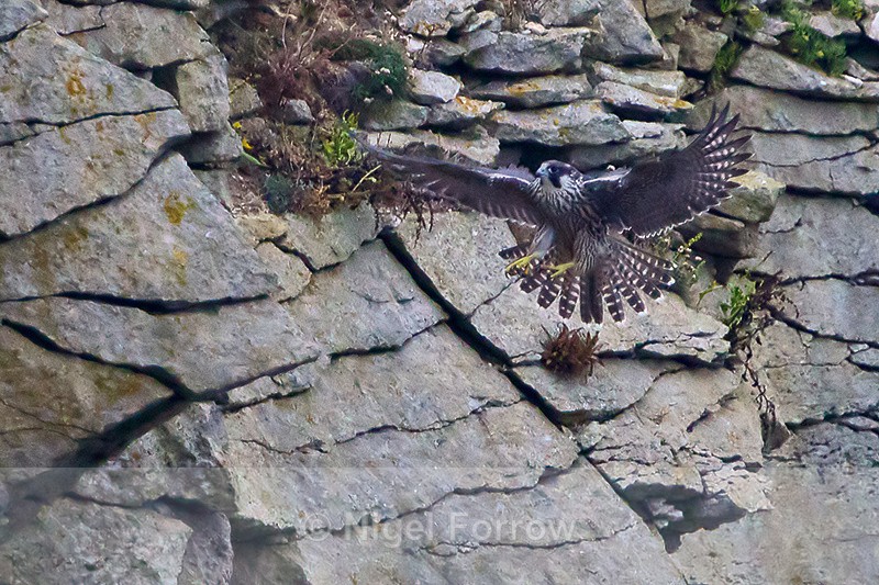 Peregrine (juvenile) about to land on a cliff ledge - Peregrine Falcon