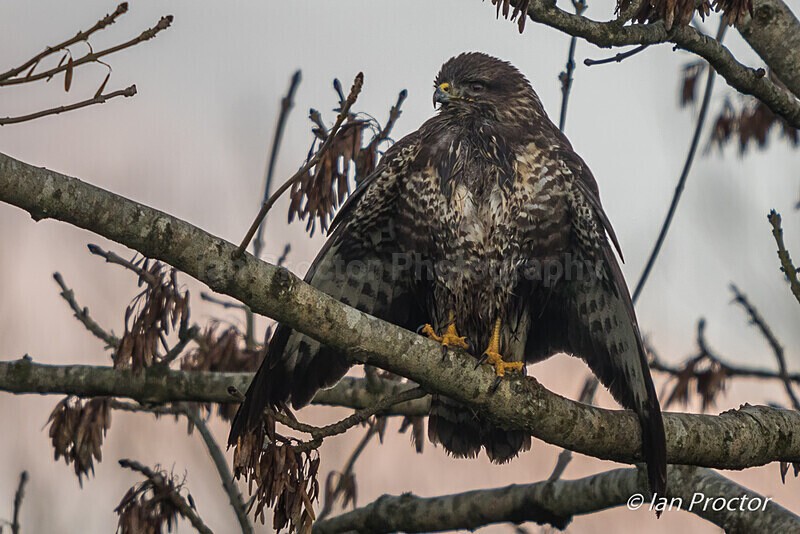 Airing its wings - Buzzard (Buteo buteo) - Nature