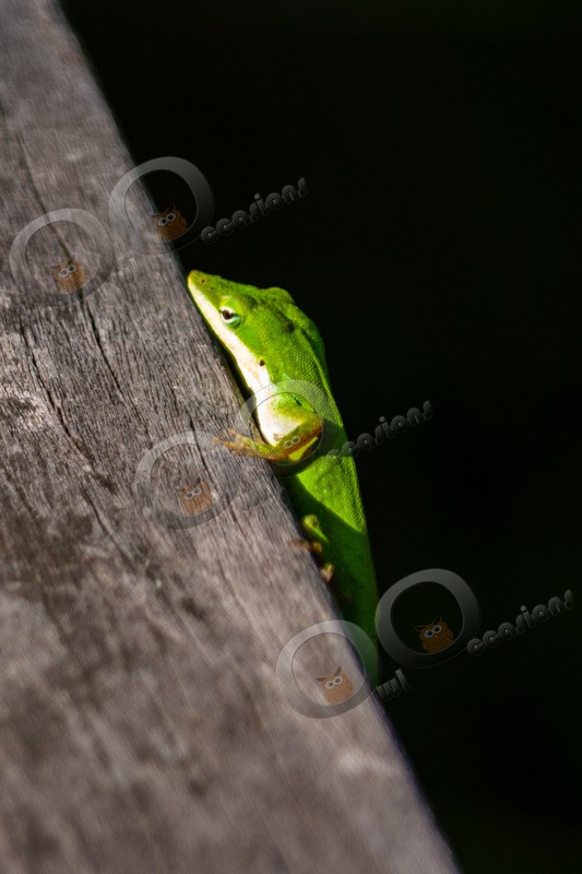 green anole Anolis carolinensis 0463 - Pet Photography