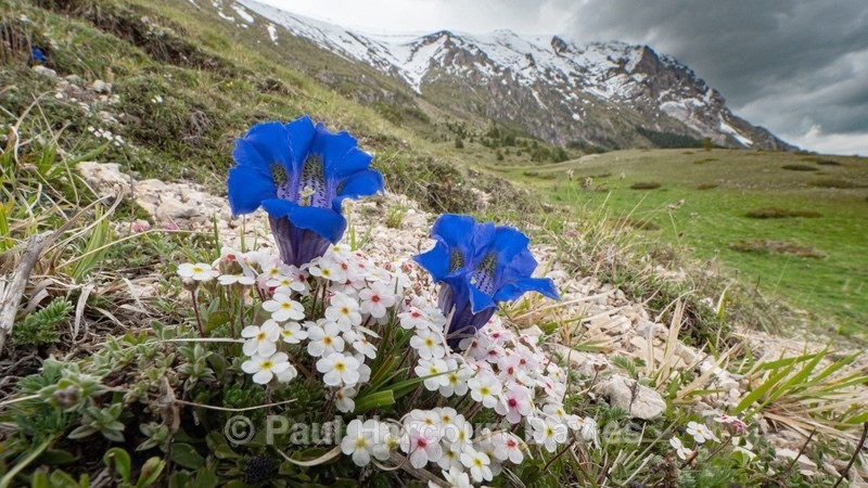 Rock Jasmine (Androsace villosa) growing with Trumpet Gentian  (Gentiana dinarica)  - Flowers in the Landscape - 2