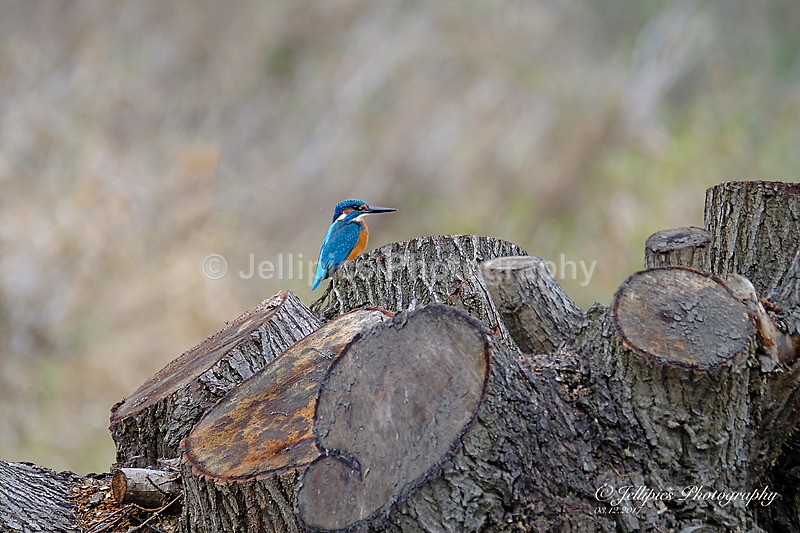  - Wildlife and Nature