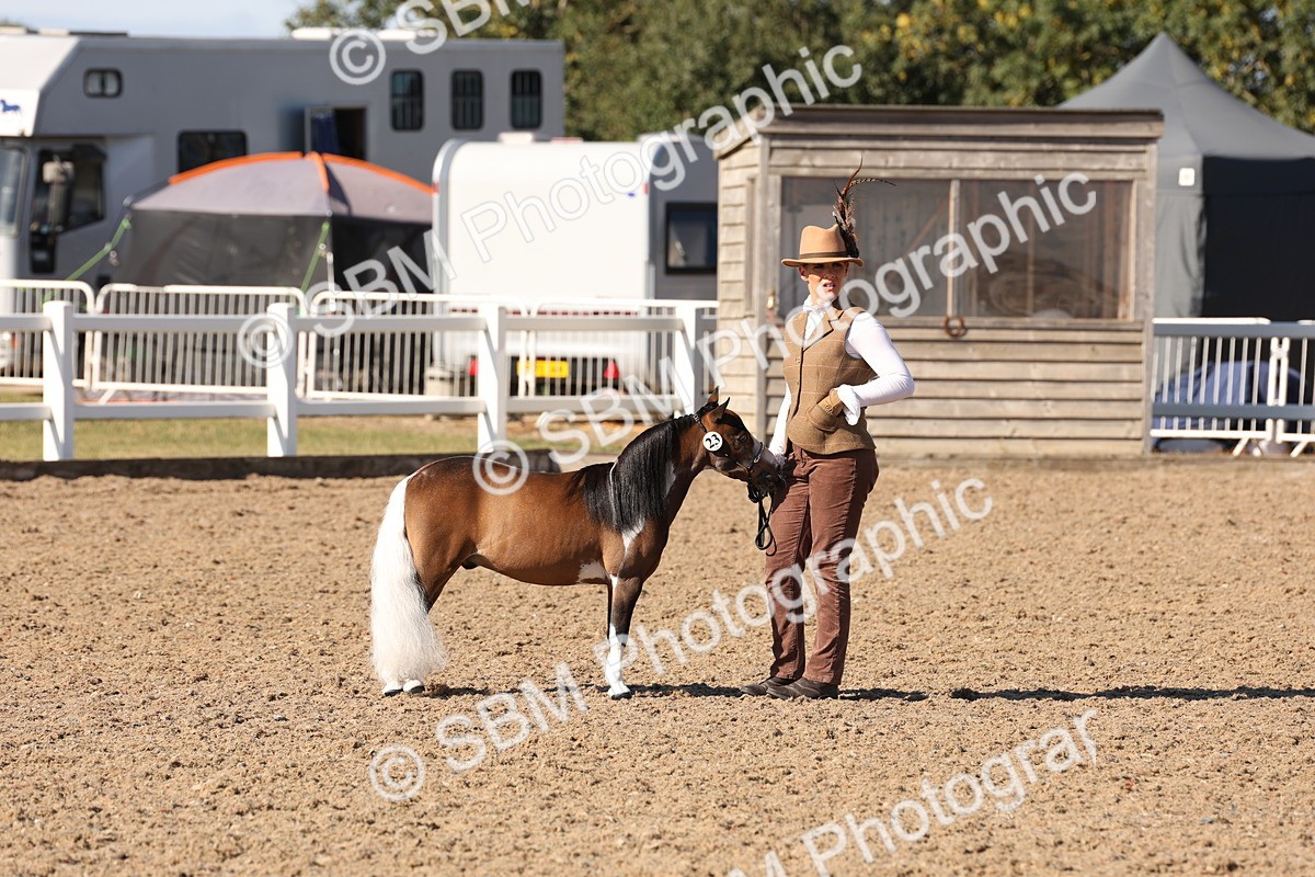 SBM_12874 - Class 206 - IH Non Show Type Pony