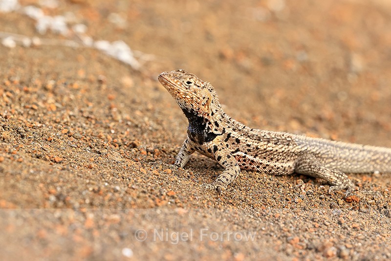 Lava Lizard on lava, Bartolome, Galapagos - REPTILES & AMPHIBIANS