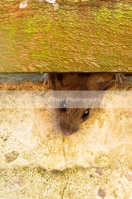 20120115-_MG_8256 - Wood Mouse