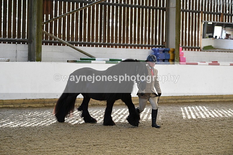 WJ5_4251 - Class 6 In hand M&M - Large Breeds