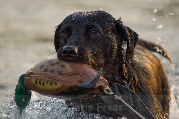 Frear-Gundog - For T&C