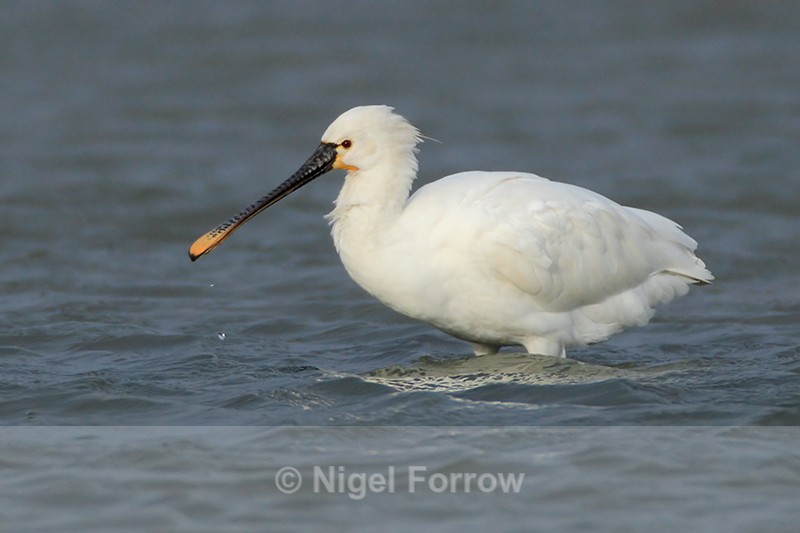 Close view of a Spoonbill (adult) on Brownsea Island - Spoonbill
