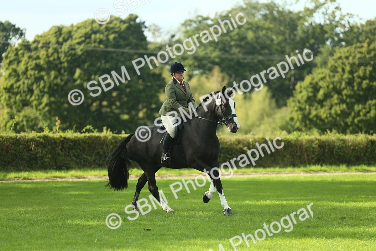 SBM_50624 - S33 - Working Hunter & Working Show Horse