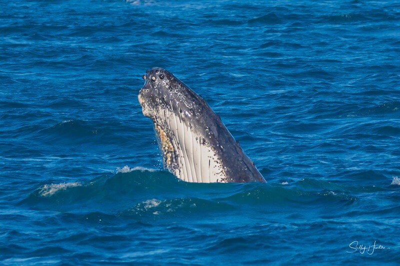 0A3A4021 - 2024 Hervey Bay Whales