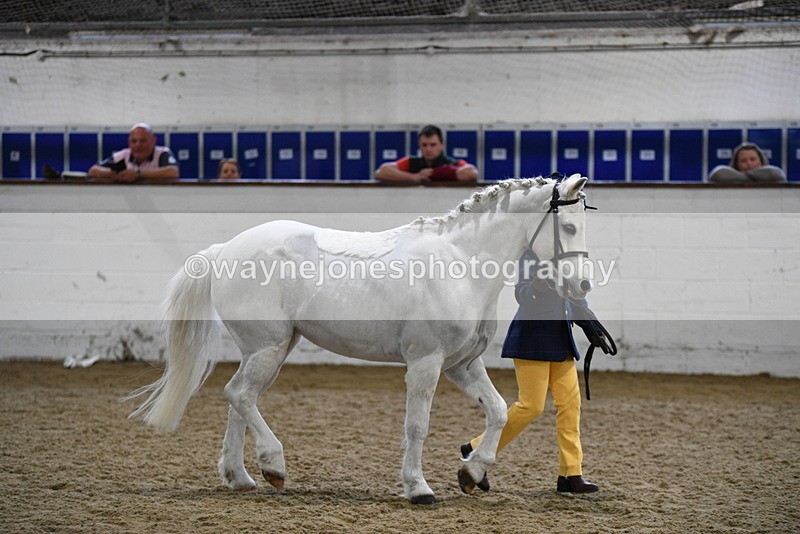 WJ5_4655 - Class 3 Part Bred In hand