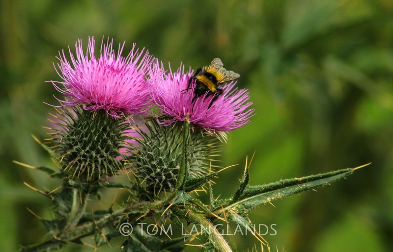 Thistles and Bee - Trees, Flowers and Plants