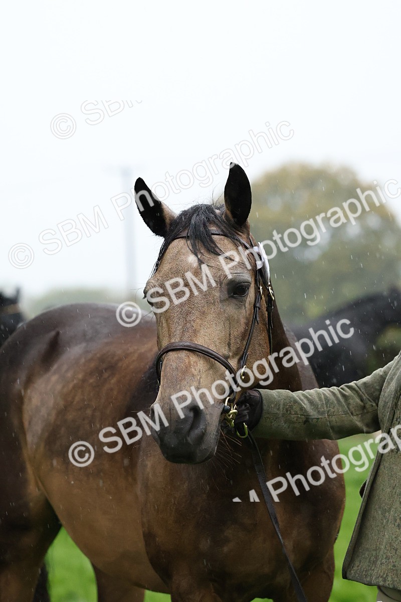 SBM_35345 - S10 - Best In Hand Horse & Pony