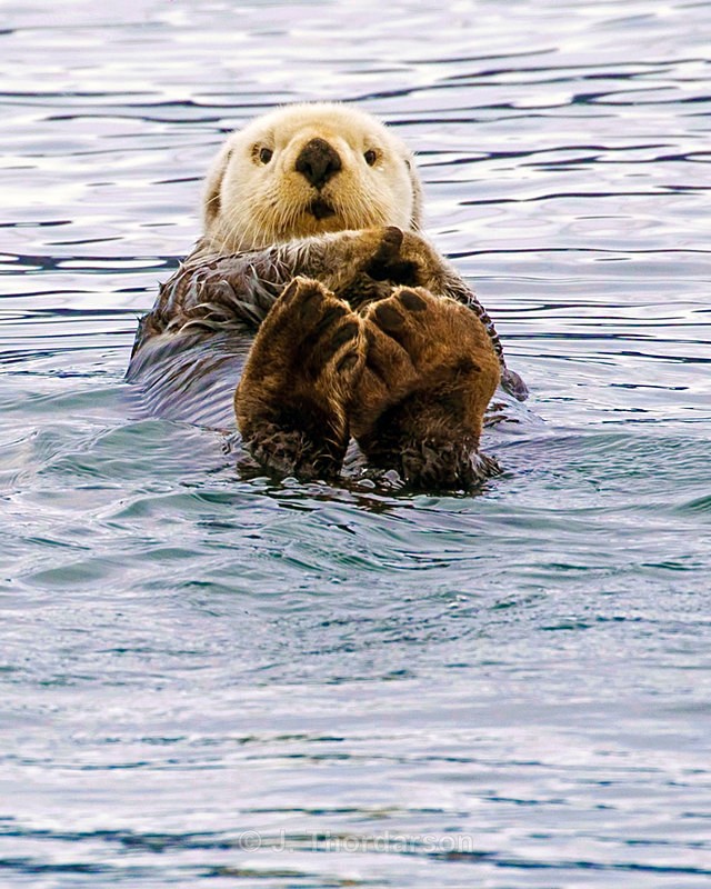  - Sea Otters