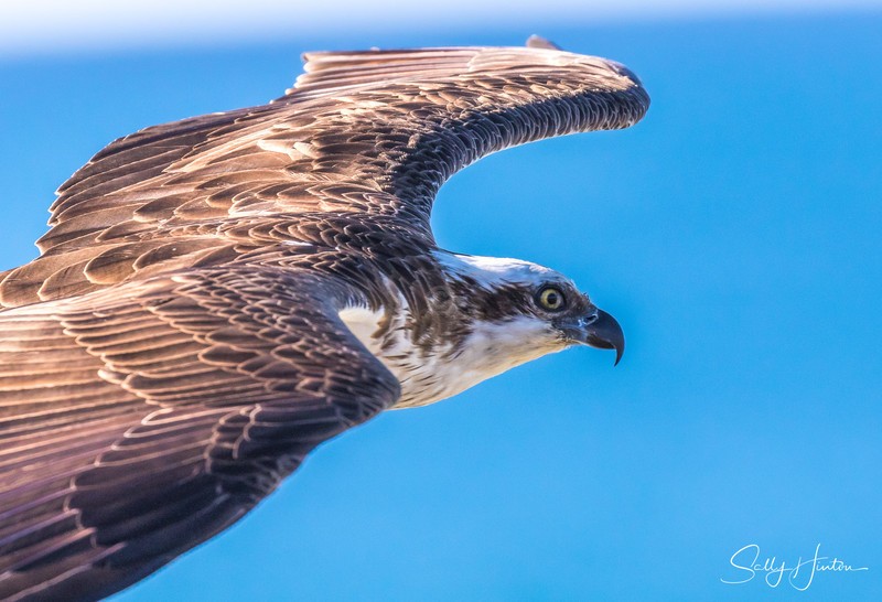 Osprey in Flight 11