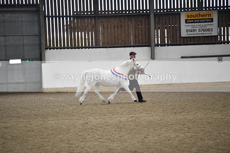 WJ5_5834 - Morning in hand Championship