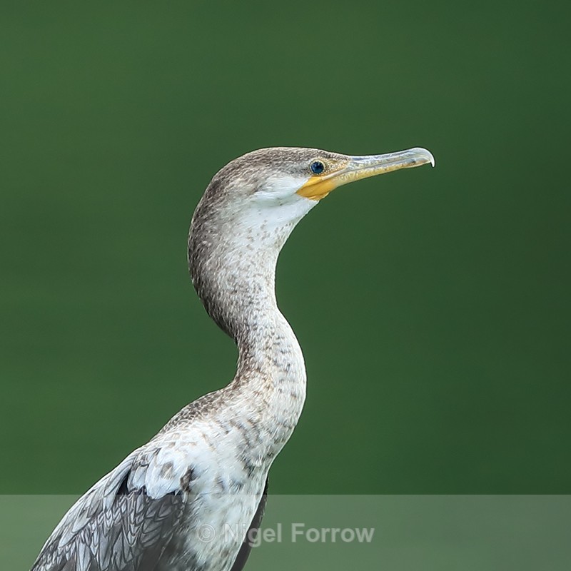 Neotropic Cormorant (juvenile) close-up, Panama - Neotropic Cormorant