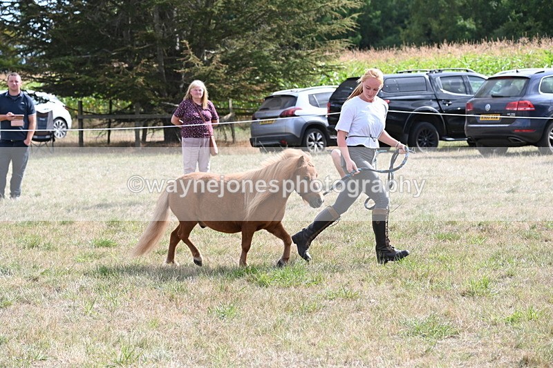 WJ6_6950 - Class 21 Shetland & Mini Horses