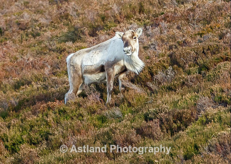 Astland Photography, Bird and Wildlife Images, Susan and Peter Wilson, U.K.