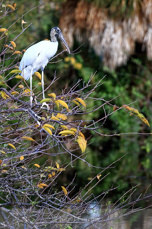 Wood Stork perched on bush, Wakodahatchee Wetlands, Florida - Wood Stork