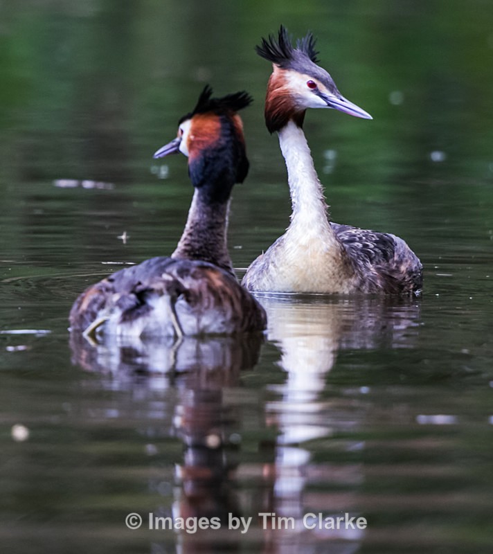 Grebe pair 386322 - Wildlife