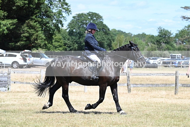WJ7_2868 - Class 7 Riding Club Show Horse