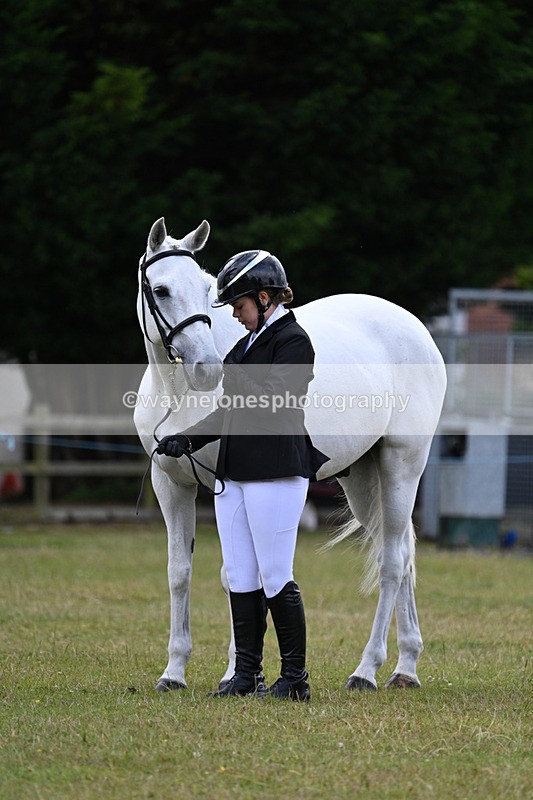 WJ7_7025 - Class 5a Most Handsome Gelding in Hand