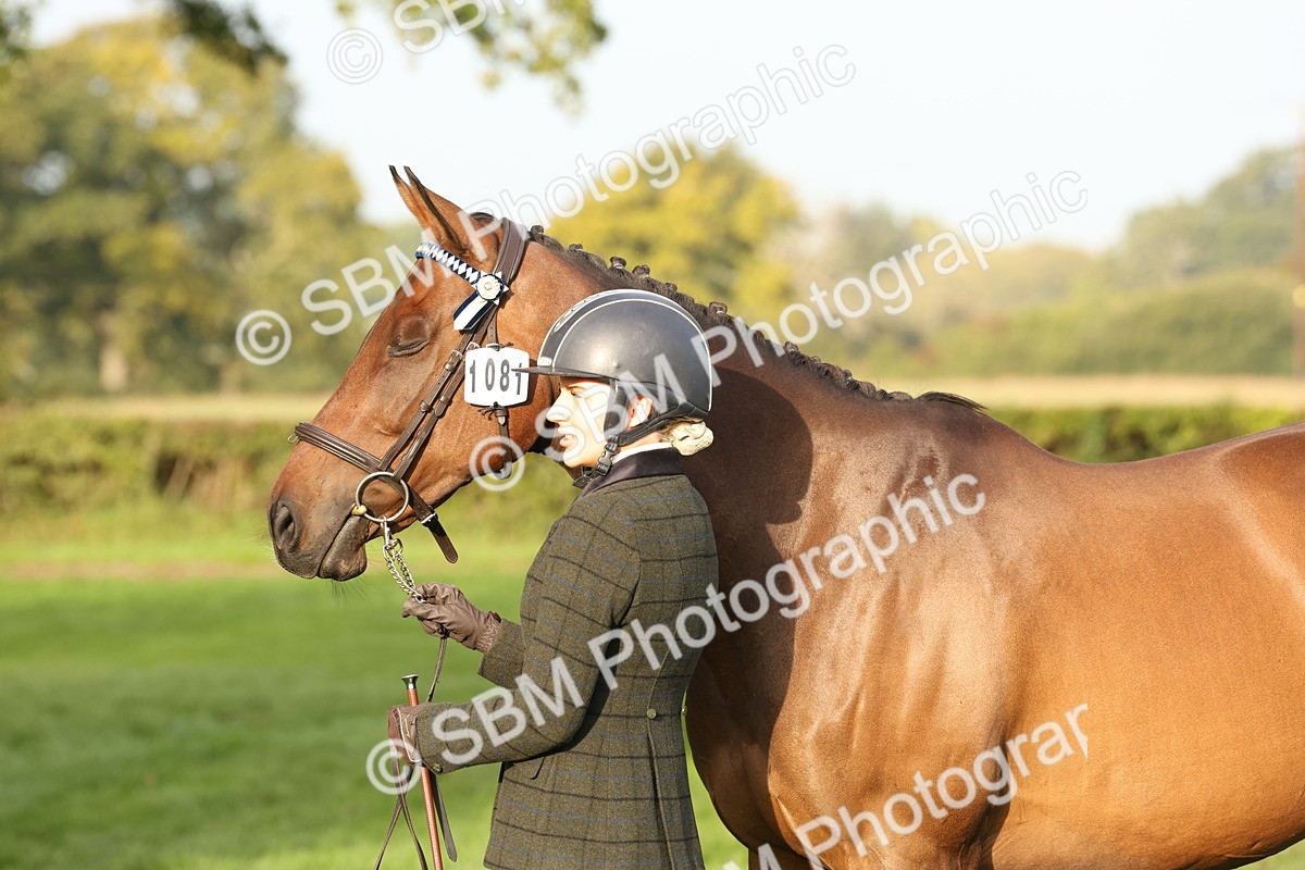 SBM_54977 - S52 - Riding Horse & Hack & thoroughbred In Hand