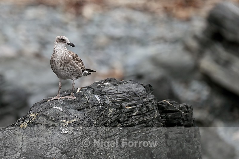 Kelp Gull (juvenile), Chanaral Island, Chile - Kelp Gull
