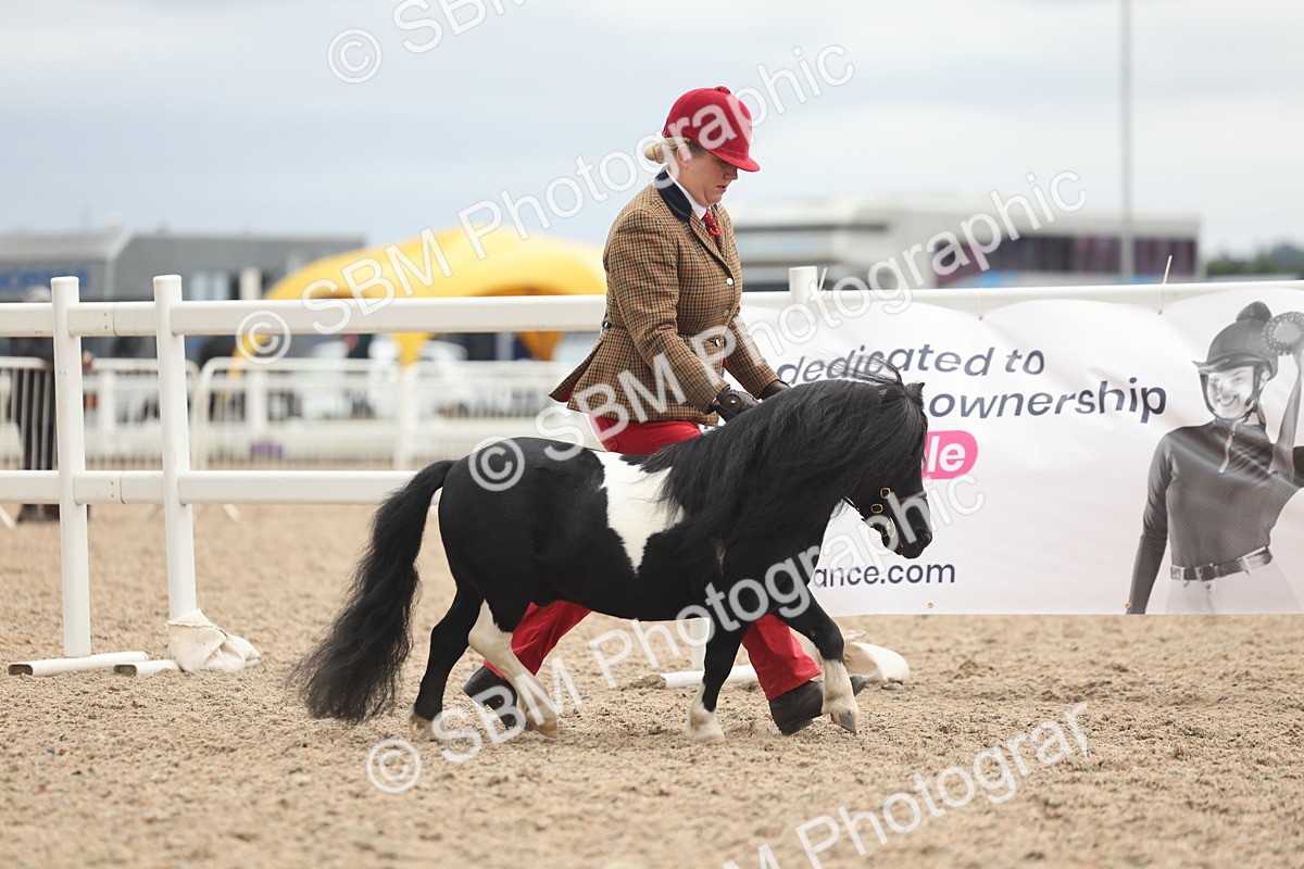 SBM_19241 - Class 317 - IH Pure Bred Horse-Pony
