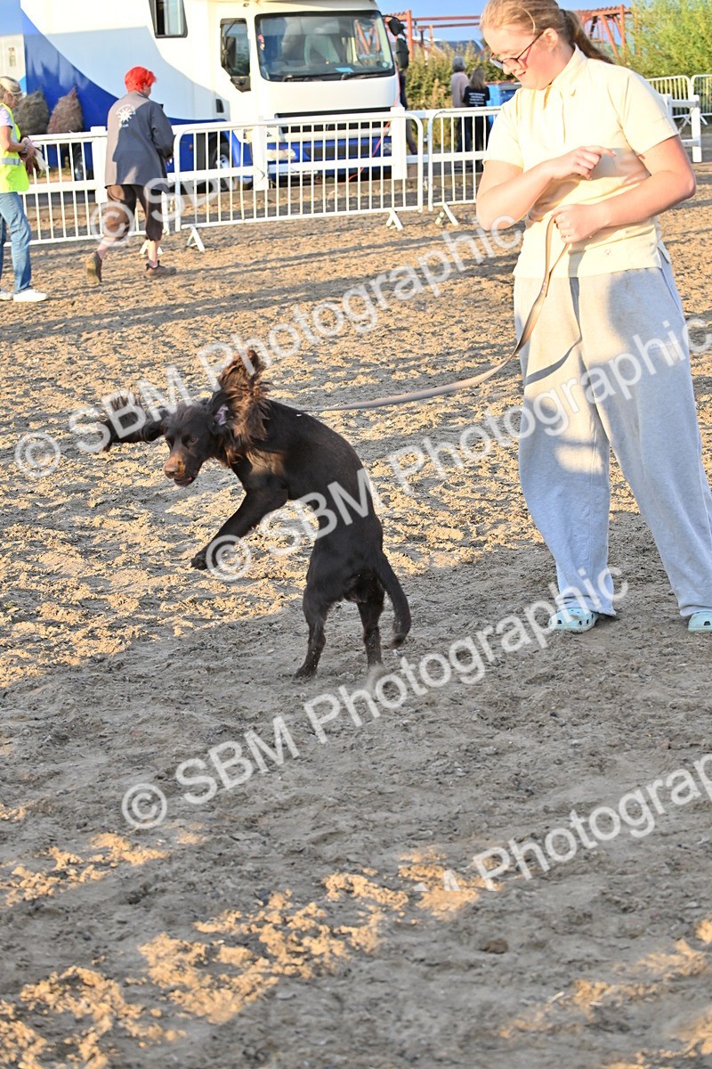 SBM_09692 - Lorry Dogs