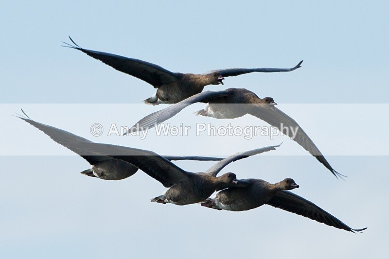 20101016-1490 - Pink-footed Goose