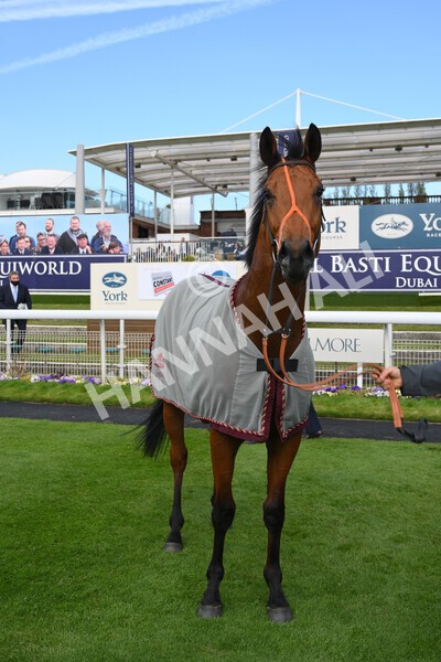 yr13052021r6-54 - Race 6 4.15pm Constant Security EBFstallions.com Maiden Stakes