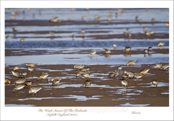 The Wash, Source Of The Fenland's - Wildlife Wildlife