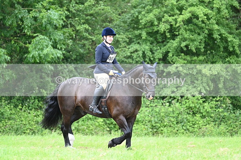 WJ7_4314 - Class 14A Handsome Gelding