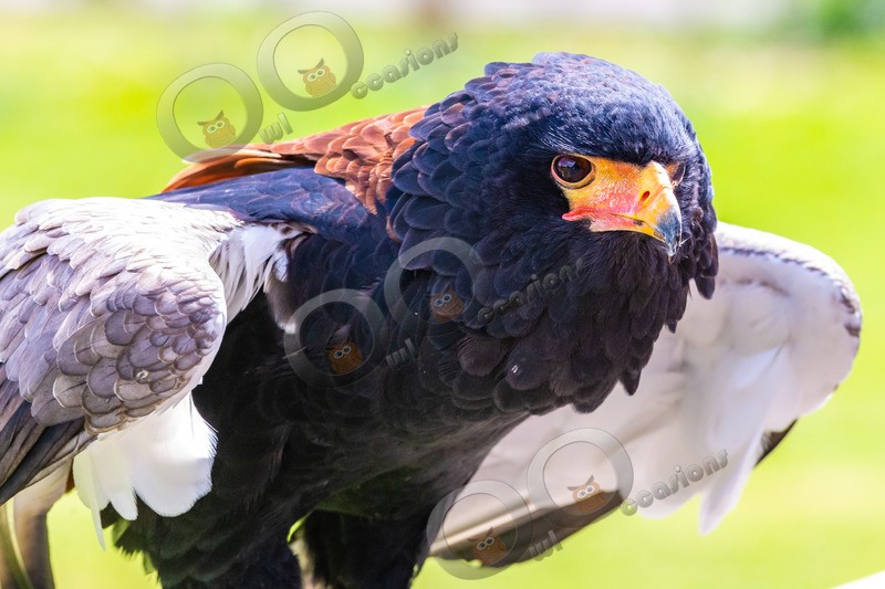 Bateleur Eagle Terathopius ecaudatus-8188 - BoP from around the world
