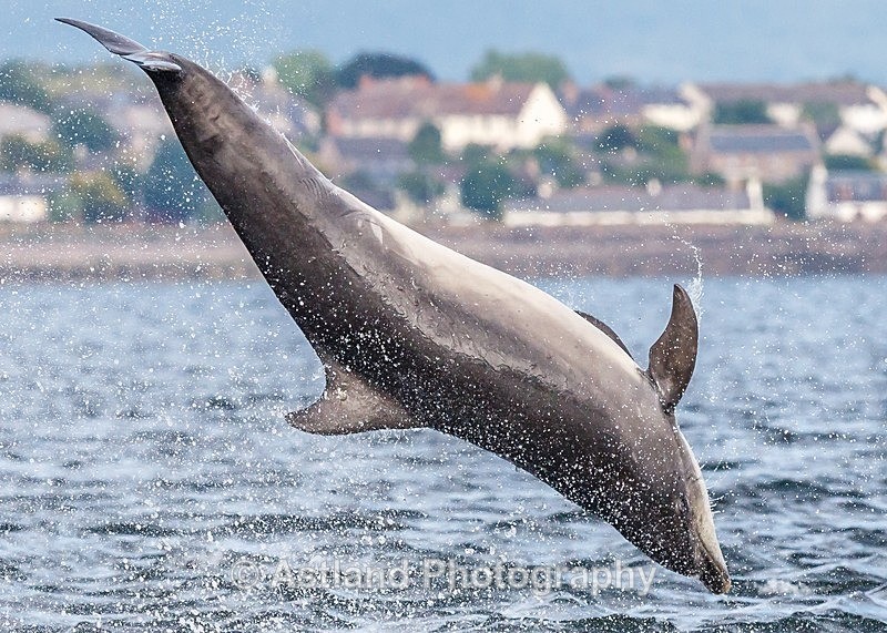 Astland Photography, Bird and Wildlife Images, Susan and Peter Wilson, U.K.