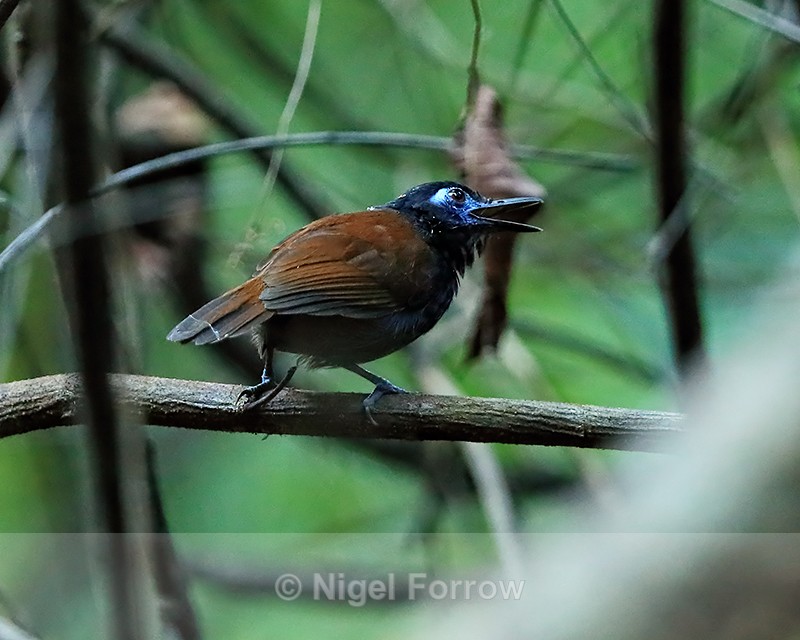 Chestnut-backed Antbird (male) calling, Osa Peninsula, Costa Rica - Chestnut-backed Antbird