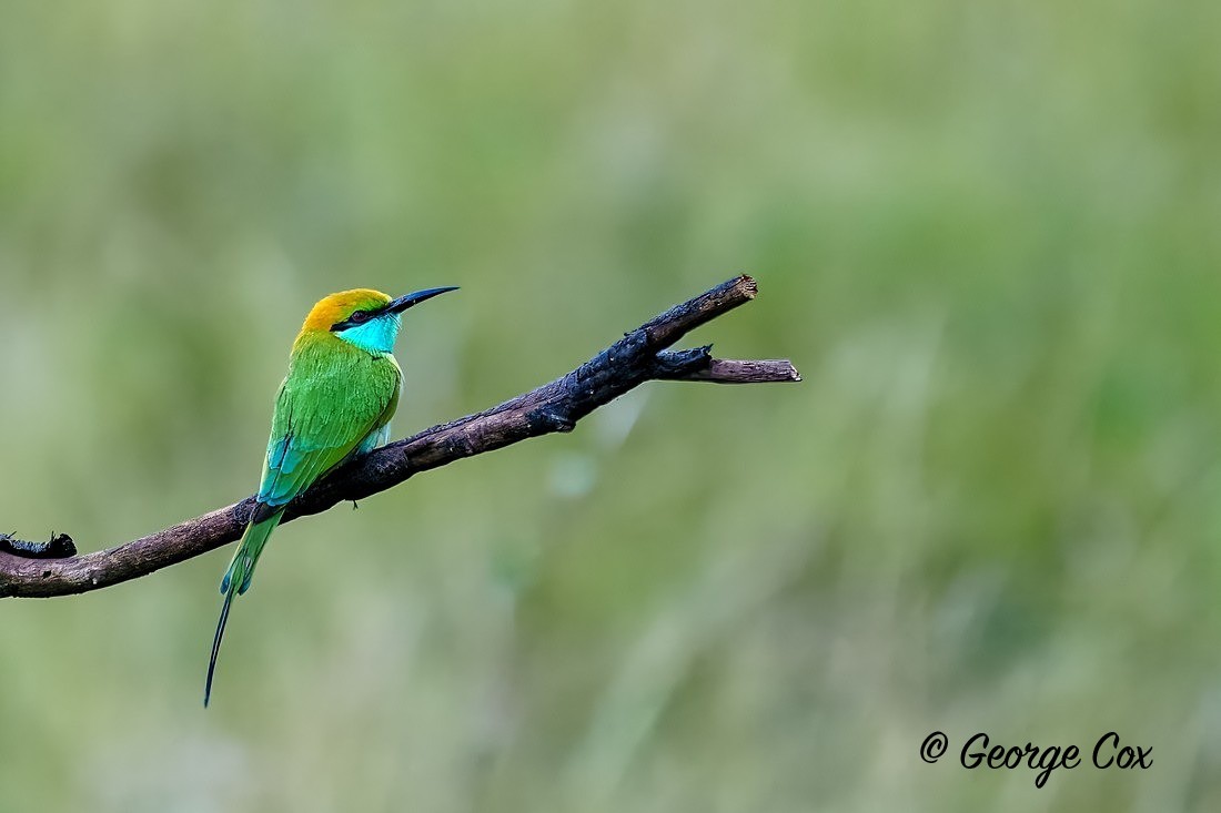 Little Green Bee-eater - Sri Lanka