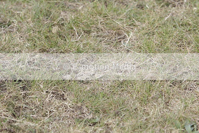 BVHT 140517 N-267 - Class 2 SJ Novice 14/05/17