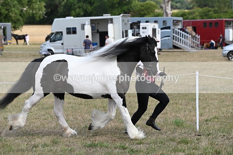 WJ6_6516 - Class 20 In-hand Cob