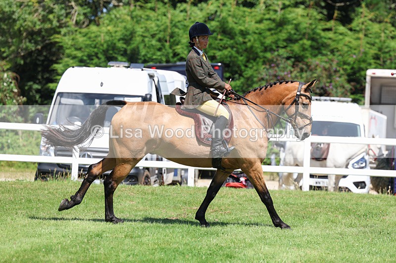 3E7A8959 - Class 6: Open Working Horse