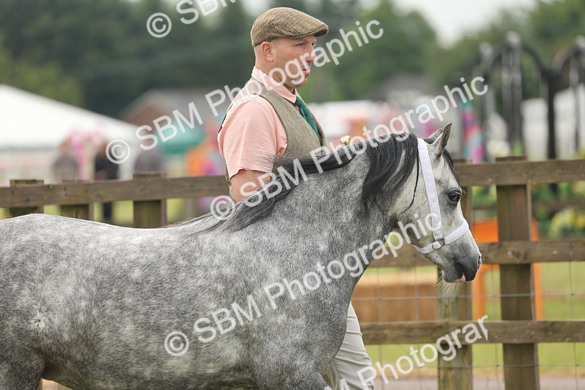 SBM_01323 - Class 50-57 - M&M Welsh Pony In Hand