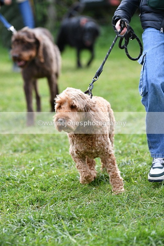 WJ5_9309 - Class 1 Best Cross Breed / Heniz 57