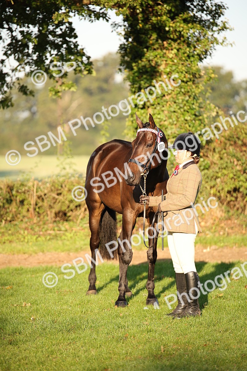 SBM_56921 - S49 - Riding Horse & Hack & Thoroughbred In Hand