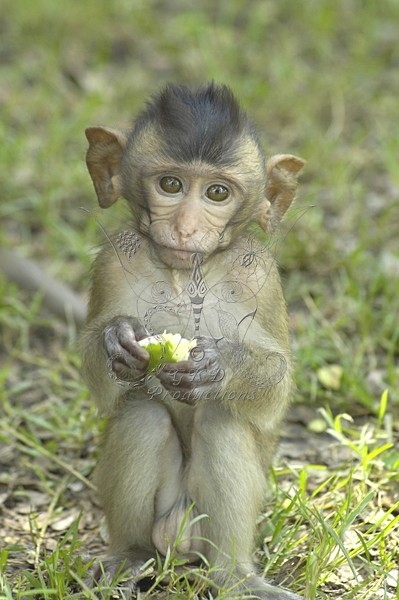 Macaque Monkey (youngster) - Thailand - ANIMALS