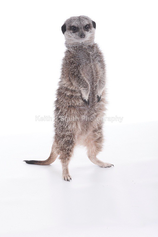 7SKJ4219 - Roaming Reptile Show III